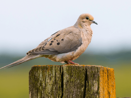 A pigeon with gray feathers, violet neck, and an orange eye stands on a patchy dirt and grass surface. The background is blurred with green foliage.