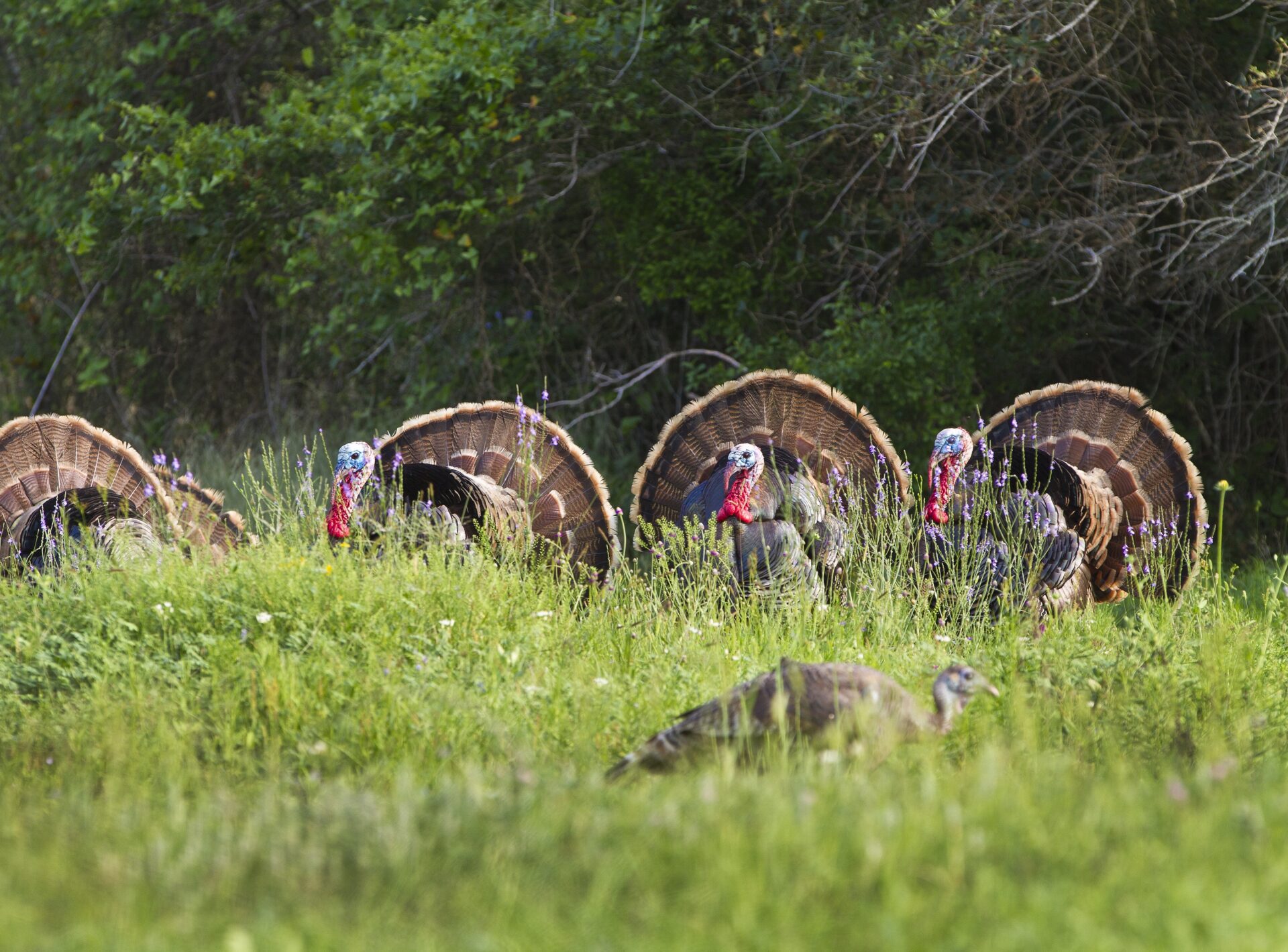 A man in camouflage clothing and a cap is holding wild turkey by their tails in an outdoor setting with grass, trees, and a body of water in the background. The man appears to be sitting on a rusty yellow metal beam while smiling at the camera.