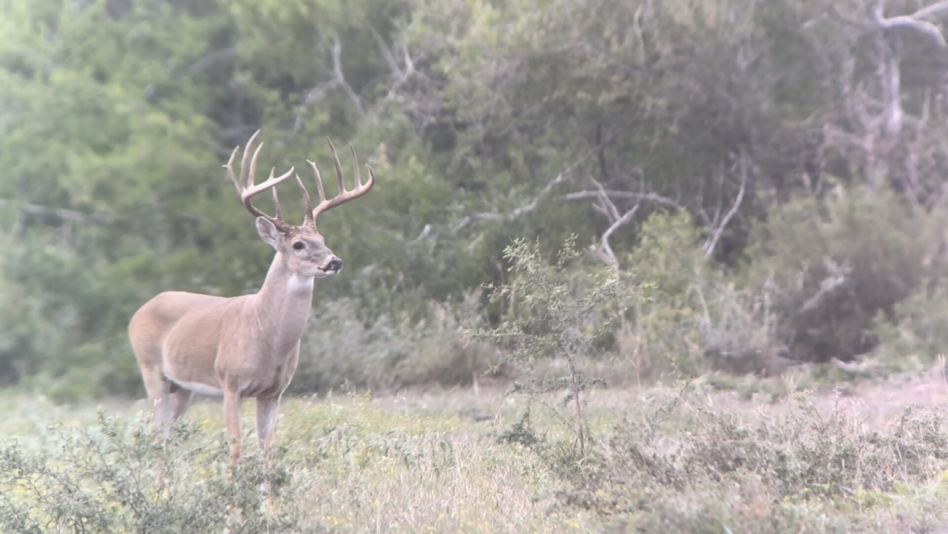 A deer with large antlers stands in a grassy area with a forest backdrop, looking towards the camera. The antlers have some vegetation tangled in them, and the deer’s coat is speckled with white spots. The scene appears calm and natural.